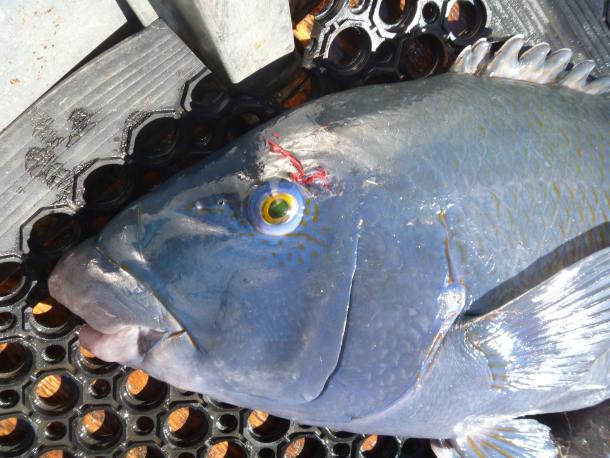 Spearo convicted for blue groper kill